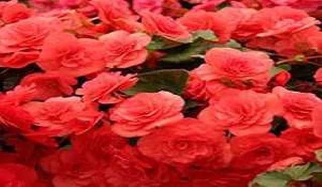 With 122 roses, this Indian plant set to be in Limca Book of Records