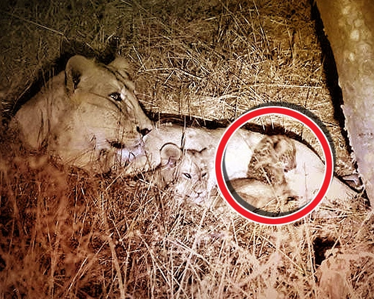 Lioness babysits and breast-feeds leopard cub in Gir