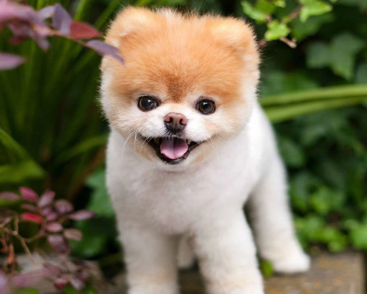 ‘World’s cutest dog’ Boo dies of ‘broken heart’