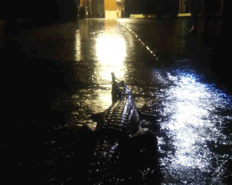Crocodiles spotted on streets in Australia after devastating floods