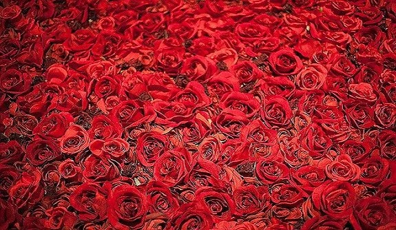 Delhi woman grows record number of roses, enters Limca Book of Records