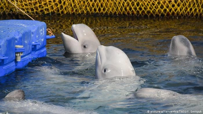 Russia's 'whale jail': Why 100 marine mammals are trapped in captivity