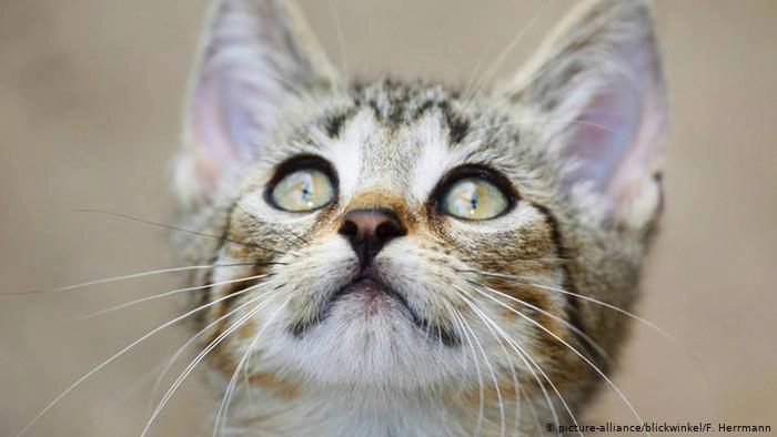 US government closes 'kitten slaughterhouse'