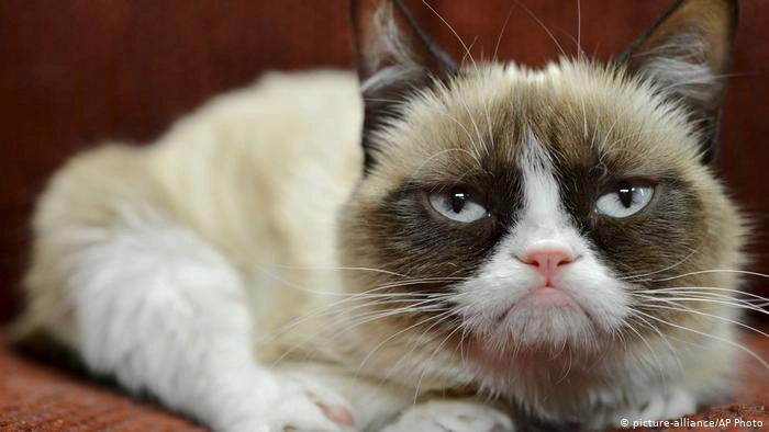 Grumpy Cat, internet celebrity feline, dies age 7