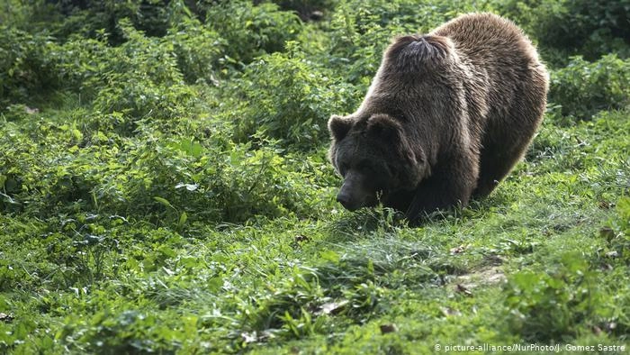 These two countries are holding a Summit for Bears