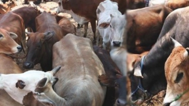 Police rescue 26 cattle which were being transported illegally to slaughter house at Kerala