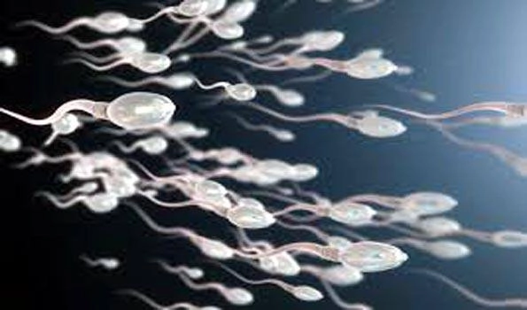 The Sperm quality of youth in this country is in 