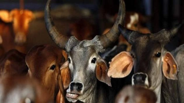 6 cattles rescued after encounter claims life of a smuggler in Mathura
