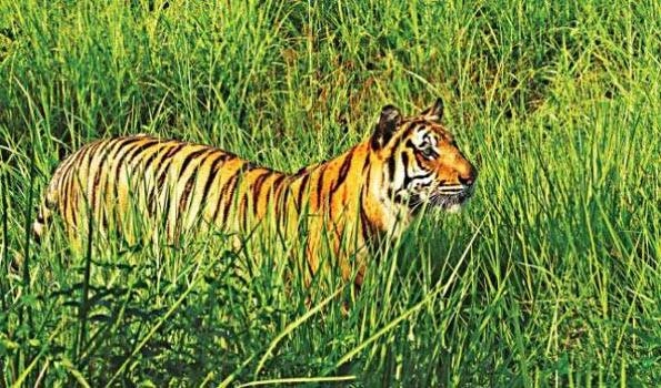 Bangladesh installs cameras for tiger, deer, pig census in forests