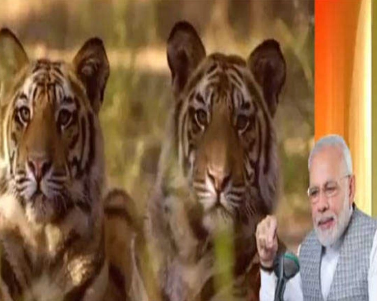 In ‘New India’, tigers’ population reached 2,967 in 2019: PM Modi