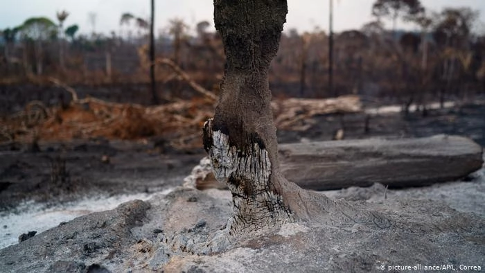 Amazon wildfires set to cause irreversible damage