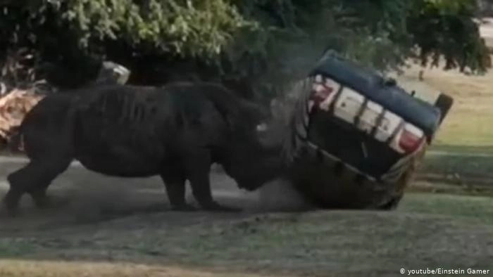Angry rhino flips car at German safari park (Video)