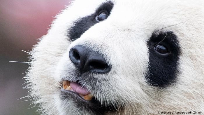Berlin Zoo unveils panda twins on 100-day birthday