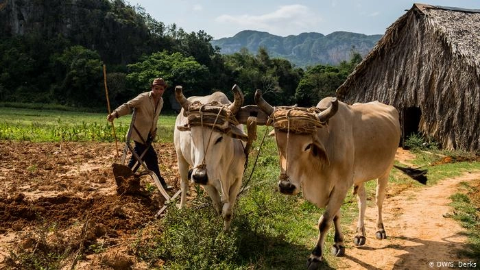 Why Cuba farmers are using oxen instead of tractors to plow the field?