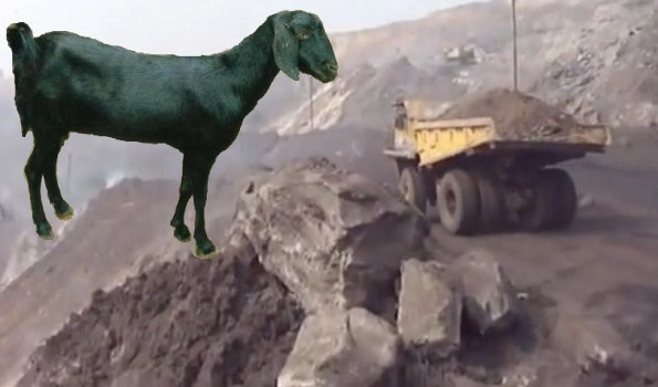 Coal firm MCL paid fine of 2.68 crore after accidental death of goat