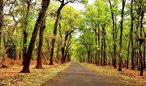 World Forestry Day: India has 24.5 % geographical area as forest cover