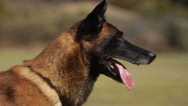 German sniffer dog makes €1 million drug bust