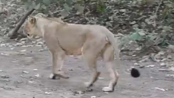 Lioness that attacked Shepherd in Gir found dead