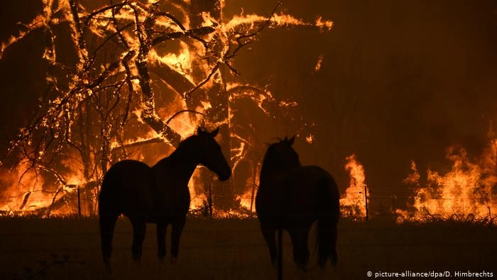 Huge wildlife loss expected for Oz as bushfires to reach Sydney suburbs