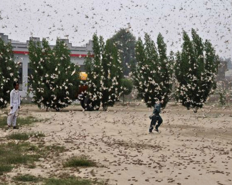 Pakistan declares national emergency over locust swarms