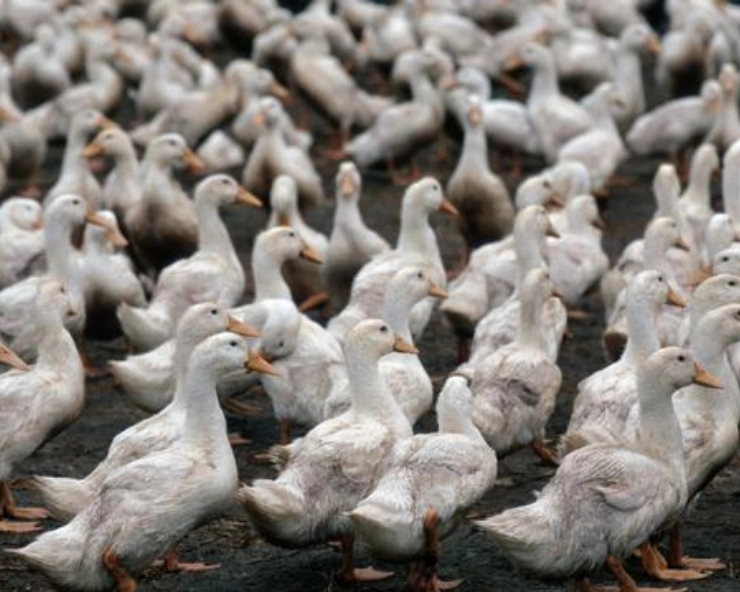 China backtracks on proposal of sending anti-locust duck army to Pakistan, now suggests this solution