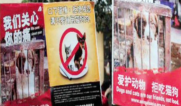 China's Shenzhen bans consumption of cat, dog meat