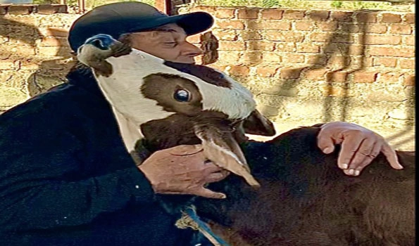 Dharmendra showing his love for cow and calf is the cutest (Video)