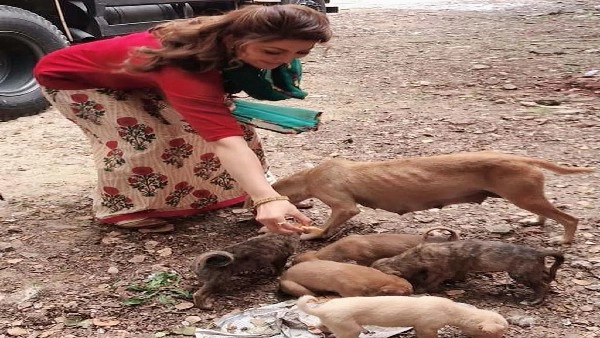 Actress Urvashi Rautela feeding hungry stray dogs during lockdown