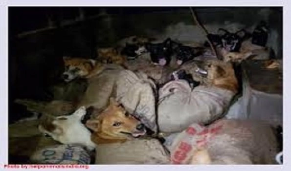 After social media outcry, Nagaland govt bans dog meat & its trade