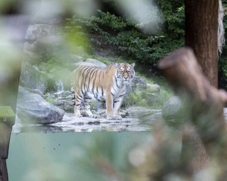 Tiger mauls zookeeper to death in Zurich zoo
