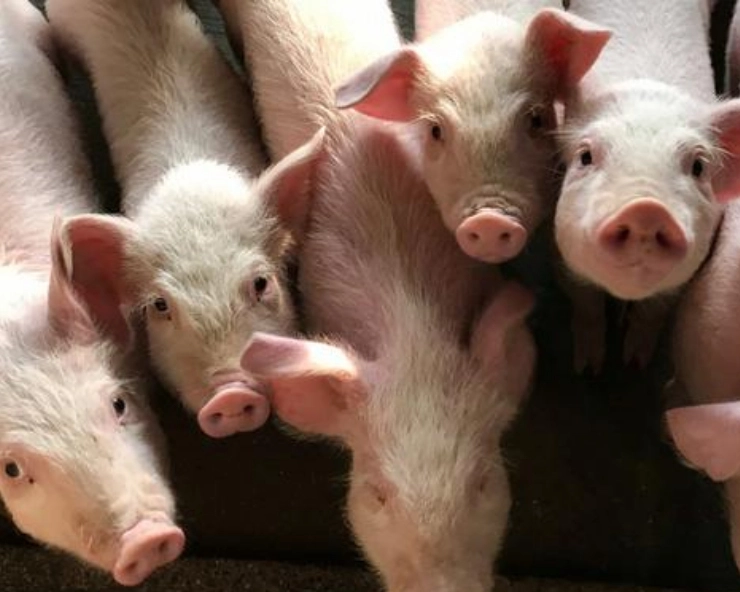 African Swine Fever alert in Tripura after death of pigs in govt run farm