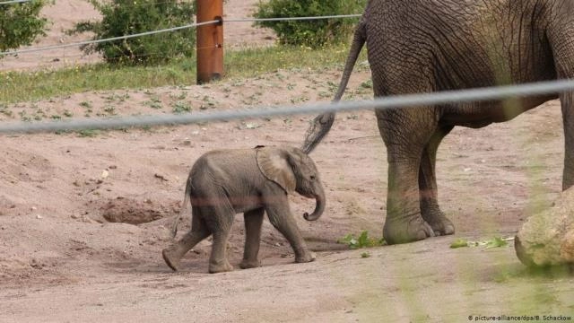 Elephant calf born in German zoo takes first steps on World Elephant Day
