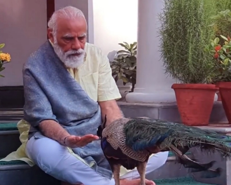 PM Modi feeds grains to national bird, captures many hearts