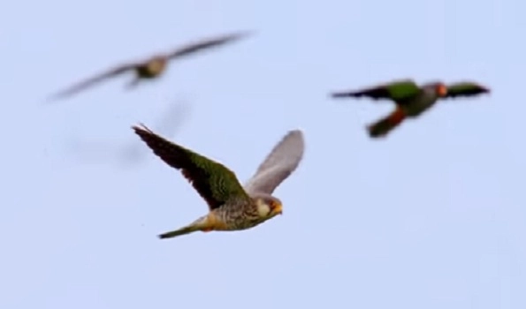 Migratory bird count at Pong Dam Ramsar site stands at 108578: Bird Census