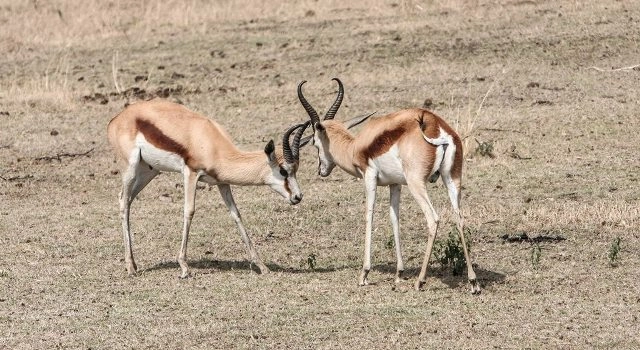 3 poachers held for smuggling body parts of deer in Telangana