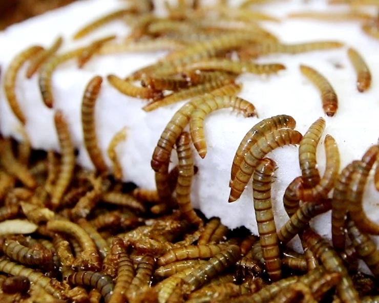Insects on the menu as EU approves two for human consumption