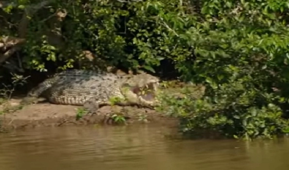 Number of estuarine crocodiles in Bhitarkanika National Park rises: Survey