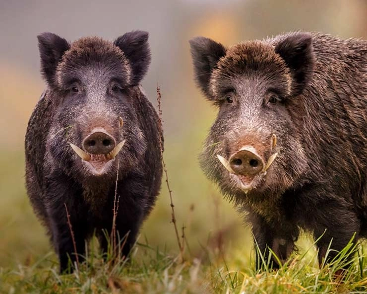 Electric fence meant for wild boars accidentally kills farmer
