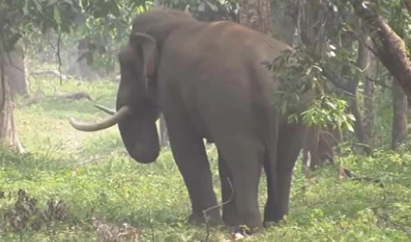 Man dies as he fell into ditch while trying to escape from wild elephant