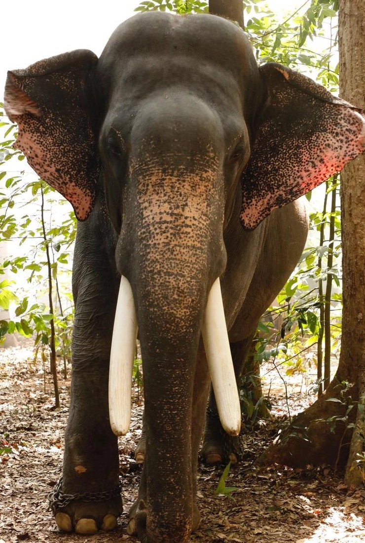 Meet Unni, the star elephant from Haathi Mere Saathi