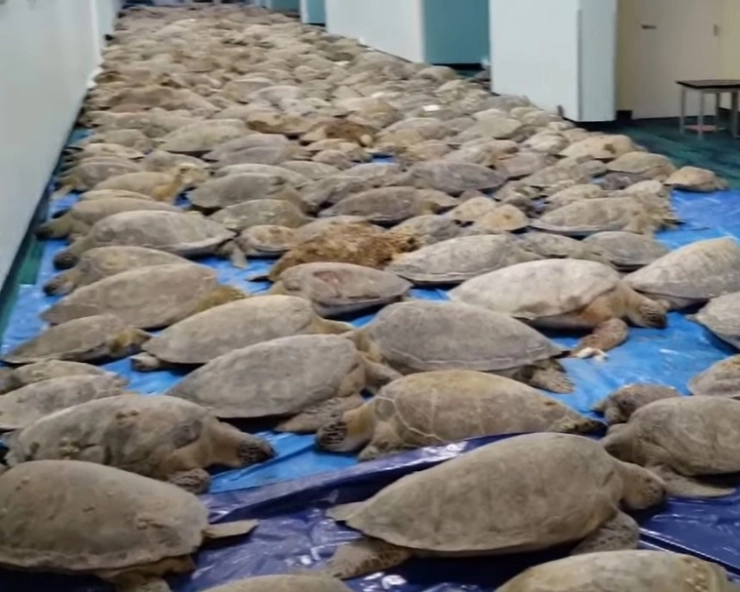 Texas snowstorm: Residents rescue thousands of “cold-stunned” sea turtles (VIDEO)
