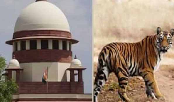 Tigress Avni killing: SC closes case against Maha govt officials, says ‘man-eater’ tigress was killed as per court order