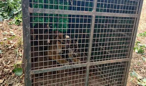 Forest officials of Bandipur National Park traps injured tigress