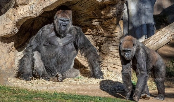 US: 9 great apes vaccinated against COVID-19 in San Diego zoo