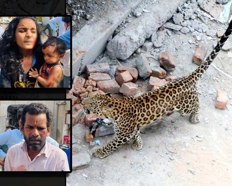 Leopard created a ruckus  in Indore city, 4 injured in man animal conflict