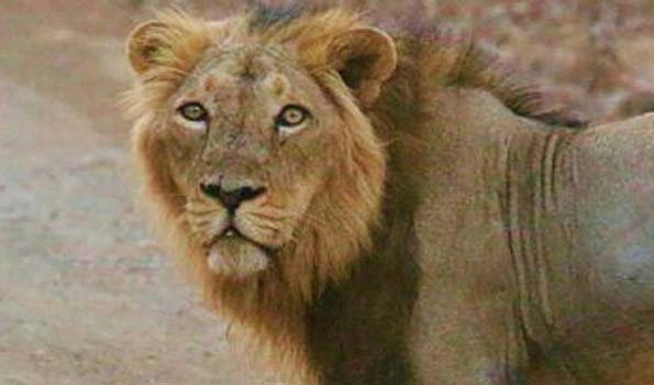 Kolkata: Man enters into a lion enclosure at Alipore Zoo sustained injury after being attacked by the beast (Video)