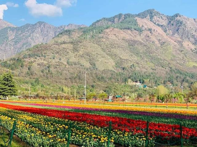 Asia’s largest Tulip garden opens for public in Srinagar (Pics)