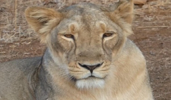 After 2 Lioness of Etawah Lion Safari infected with corona, 6 staff tested Covid positive