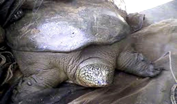 Maharashtra: Pet turtle dies after falling from 20th floor, case registered against owner