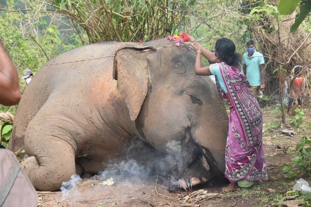 Villagers offered tribute to carcasses of 18 jumbos in Assam (Pics)